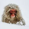 armstrong's profile picture