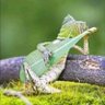 Profilbild von Fern River