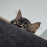 uniqhorn 🐾 Turşu usta profil fotoğrafı