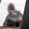 Доктор Твіттерних Наук's profile picture