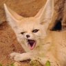 Meerfox's profile picture