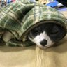 さっちん 的头像