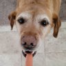 Фото профиля Radical Dog