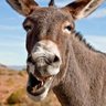 Illustrious JackAss๐คณ๐ข๐บ๐ธ๐บ๐'s profile picture