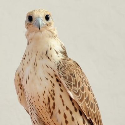 Haamm3377's profile picture