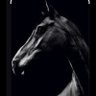 The Dark Horse profil fotoğrafı