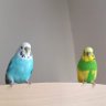 Father of Birds 的头像