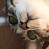 睦月は魚アレルギー 的头像