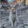 Фото профиля Gölge