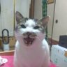 Profilbild von 名前は無い