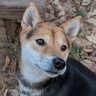 花笑婆(はなさけばばー)'s profile picture