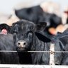 Фото профиля Beardsley Cattle Co