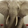 Jumbo's profile picture