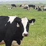 Volunteerishere's profile picture