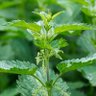 Фото профиля nettle