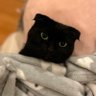 ハンショちゃん 的头像