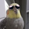 CaloCrente 的头像