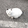 ねねここ profil fotoğrafı