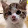 Nikolai Starshenbaum's profile picture