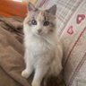 ⭐️⭐️ilPizzocchero ⭐️⭐️🇷🇺 profil fotoğrafı