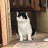 Rohl Withit profil fotoğrafı