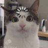 elaleco's profile picture