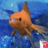 Фото профиля hecklefish