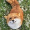Fox and a Dragon's profile picture