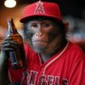 Drunk Rally Monkey's profile picture