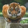 Emperor 的头像