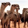 حربه سبيع. 的头像