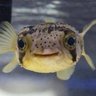 Profilbild von Baiacu 🐡, peixe CLT 🌈