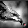 Kara Kartal🦅 profil fotoğrafı