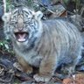 ねこじゃない! 的头像