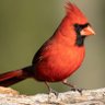 OaxiBird profil fotoğrafı