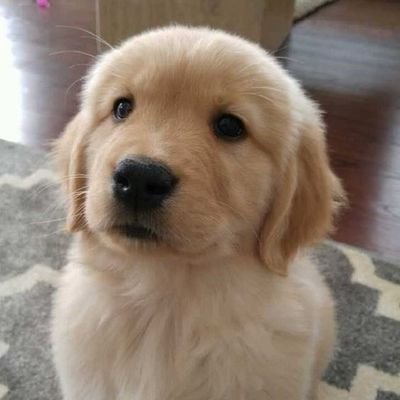 cachorroseboso's profile picture