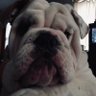 Dog profil fotoğrafı