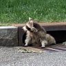 Фото профиля Trash Panda 🦝
