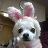 Фото профиля 犬ウサギ