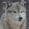 銀狼 profil fotoğrafı