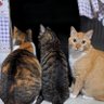 DIAS DE LUTA; DIAS DE GLÓRIA...!!!!-😻😽🐾 的头像