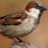 Profilbild von SparrowsBread
