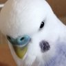 Budgie🐥セキセイインコ🇯🇵🏳️🌈🏳️⚧️ profil fotoğrafı