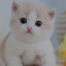 곽두팔's profile picture
