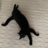 くろちゃん75 profil fotoğrafı