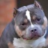 BigDog4 profil fotoğrafı