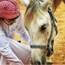 Profilbild von جيد الصبري