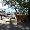 アイスブロック 的头像