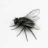 fly's profile picture