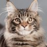kato profil fotoğrafı